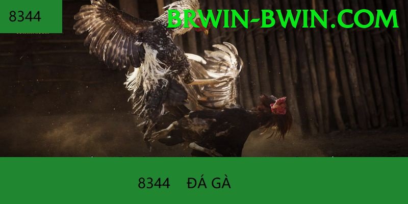 Đá Gà Trực Tiếp - brwin